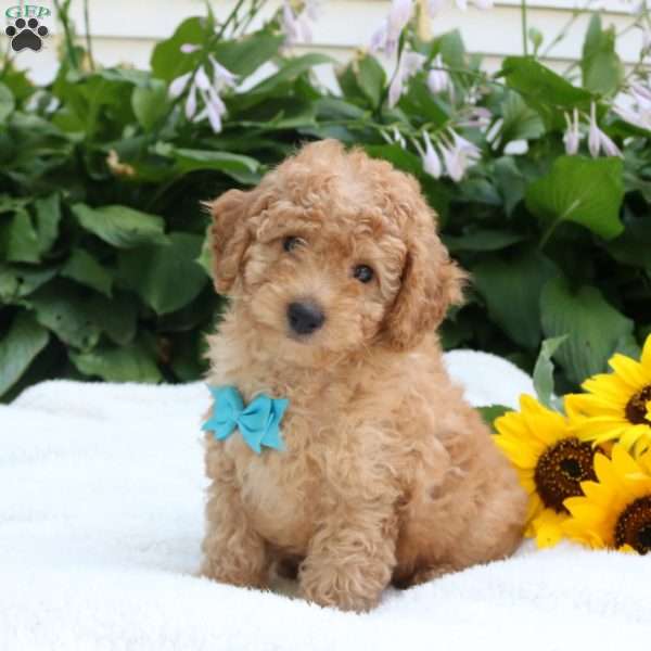 Archie, Toy Poodle Puppy