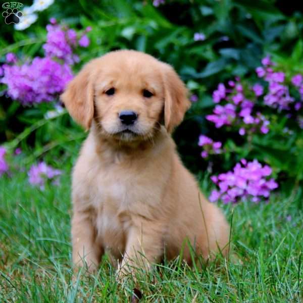 Archie, Golden Retriever Puppy