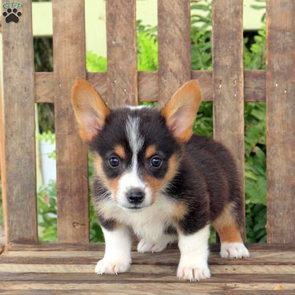 Arden, Pembroke Welsh Corgi Puppy