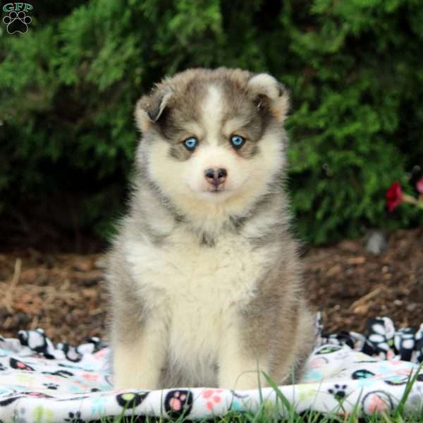 Ariel, Pomsky Puppy