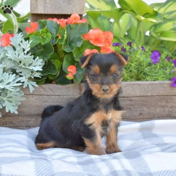 Ariel, Yorkie Puppy