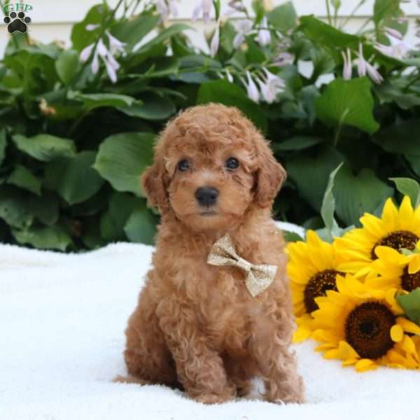 Arlo, Toy Poodle Puppy