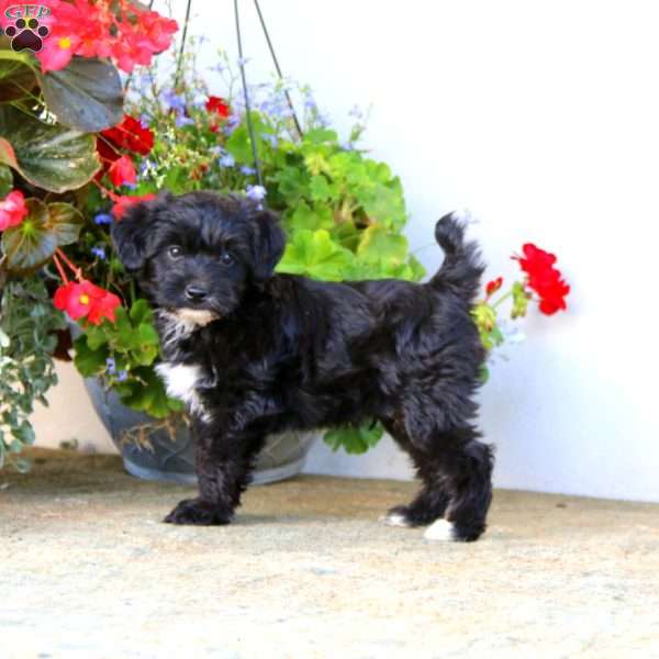 Arnie, Yorkie Poo Puppy