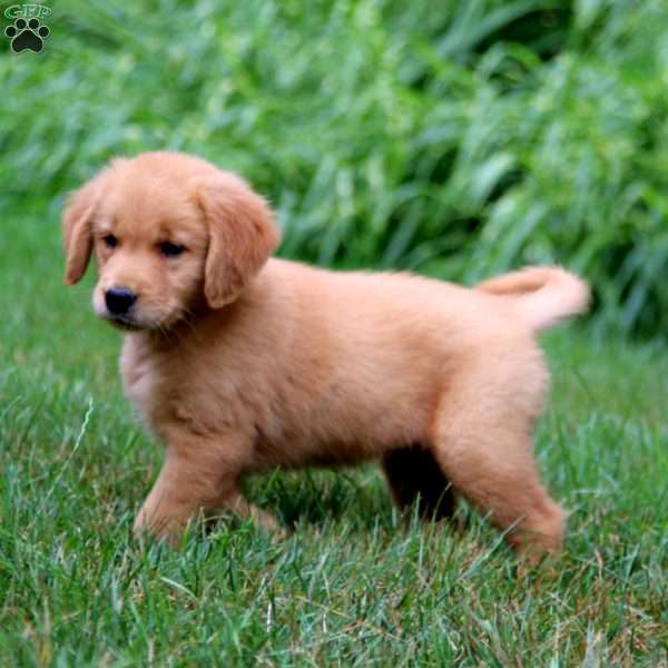 Arnie, Golden Retriever Puppy