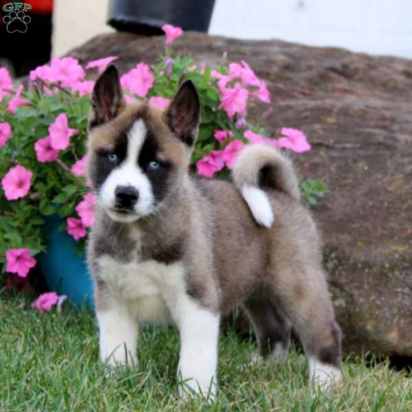 Arnie, Akita Mix Puppy