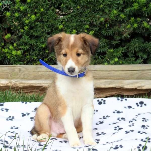 Arnold, Sheltie Puppy