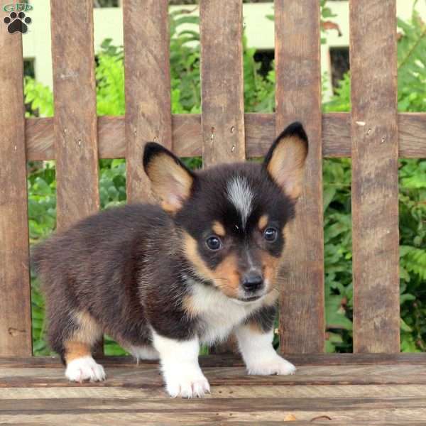 Arthur, Pembroke Welsh Corgi Puppy