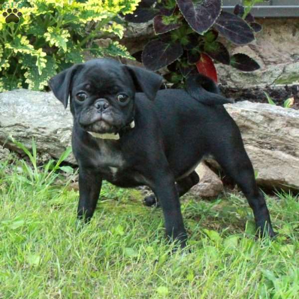 Arya, Pug Puppy