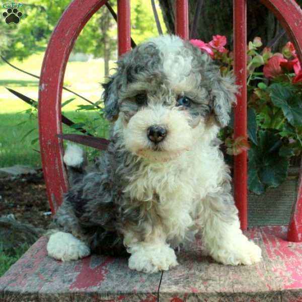 Arya, Mini Bernedoodle Puppy