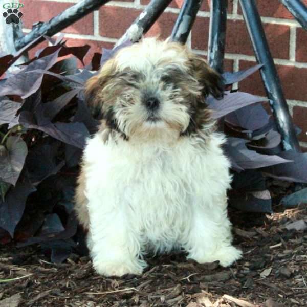 Ash, Shih Tzu Puppy