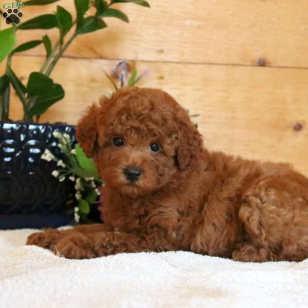 Asher, Miniature Poodle Puppy