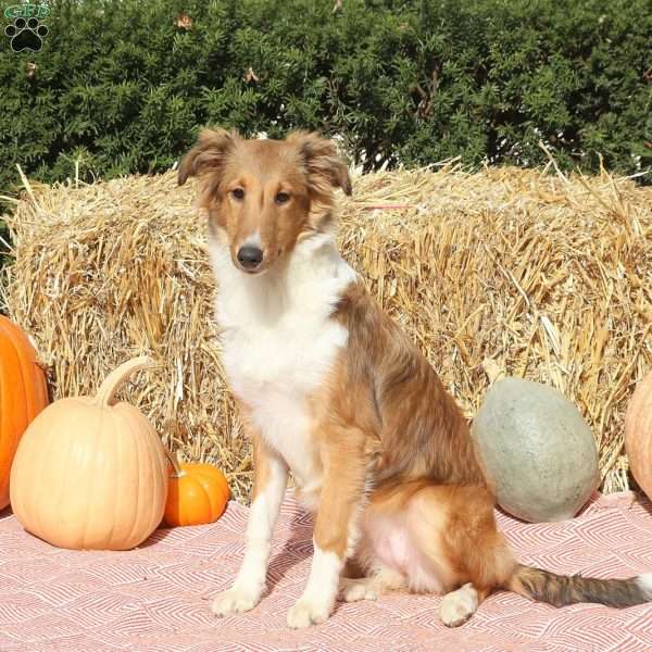 Ashley, Sheltie Puppy