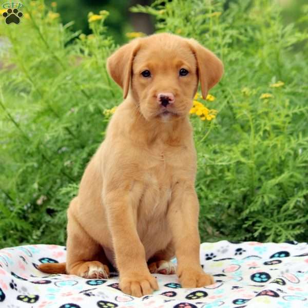 Ashley, Fox Red Labrador Retriever Puppy