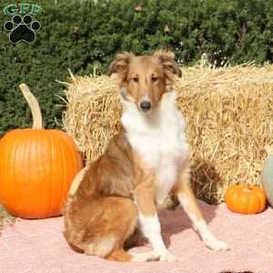 Ashley, Sheltie Puppy