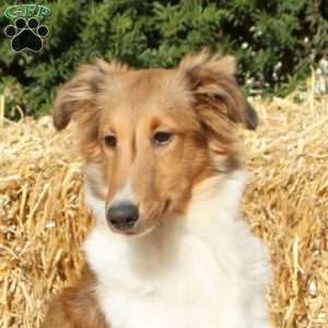 Ashley, Sheltie Puppy