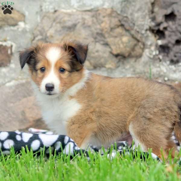 Ashton, Sheltie Puppy