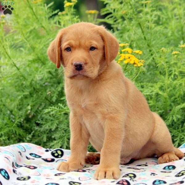 Ashton, Fox Red Labrador Retriever Puppy