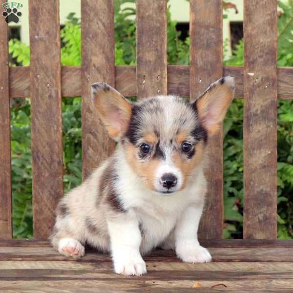 Aspen, Pembroke Welsh Corgi Puppy