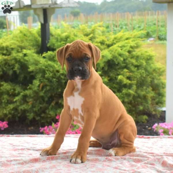 Atlas, Boxer Puppy