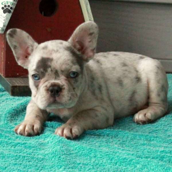 Atti, French Bulldog Puppy