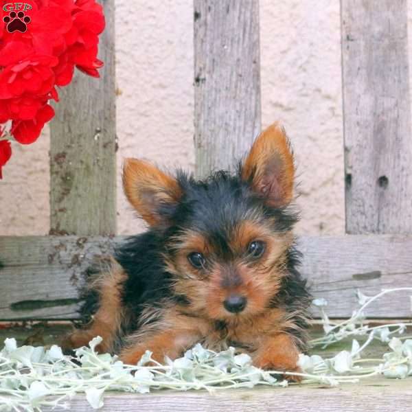 Audrey, Yorkie Puppy