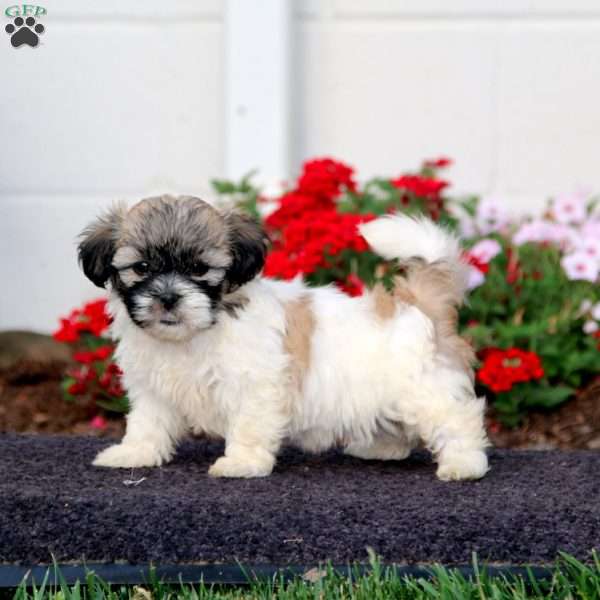 Audrey, Teddy Bear Puppy