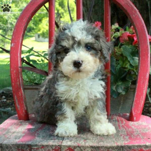 Austin, Mini Bernedoodle Puppy