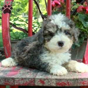 Austin, Mini Bernedoodle Puppy