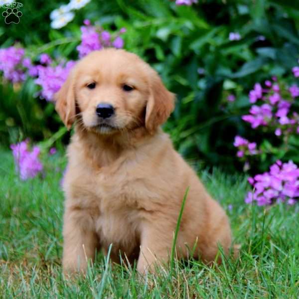 Austin, Golden Retriever Puppy