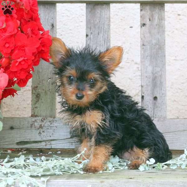 Ava, Yorkie Puppy