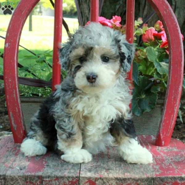 Ava, Mini Bernedoodle Puppy