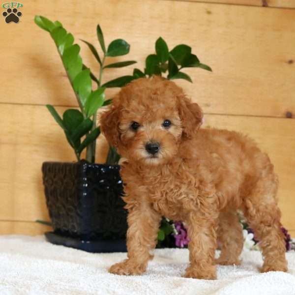 Ava, Miniature Poodle Puppy