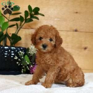 Ava, Miniature Poodle Puppy