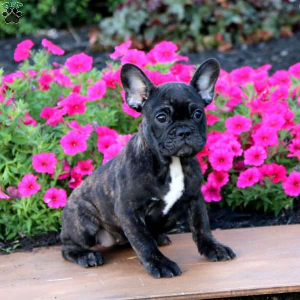 Avery, French Bulldog Puppy