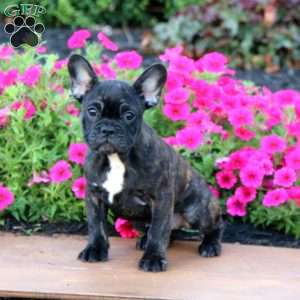 Avery, French Bulldog Puppy