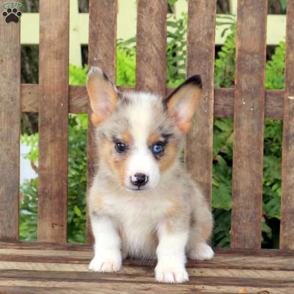 Axel, Pembroke Welsh Corgi Puppy