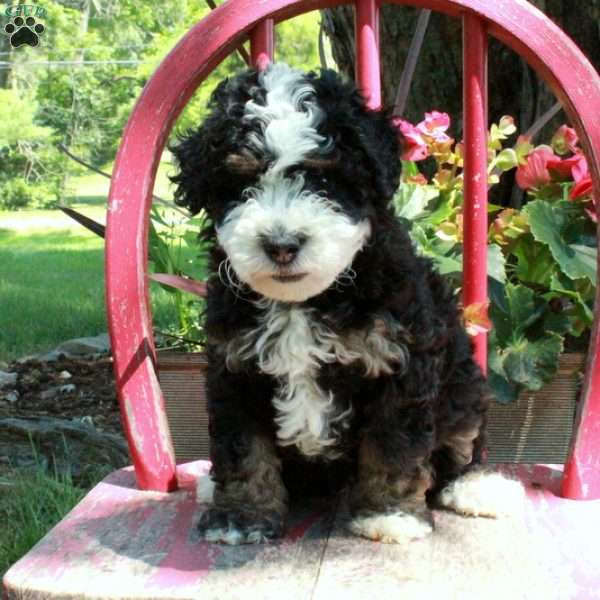 Axel, Mini Bernedoodle Puppy