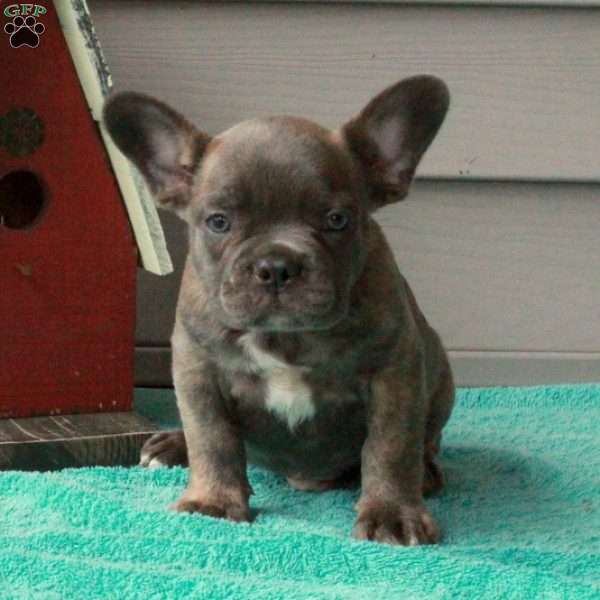 Axel, French Bulldog Puppy