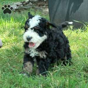 Axel, Mini Bernedoodle Puppy