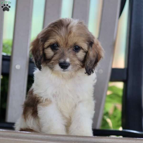 Willy, Cavapoo Puppy