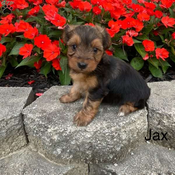 Jax, Yorkie Puppy