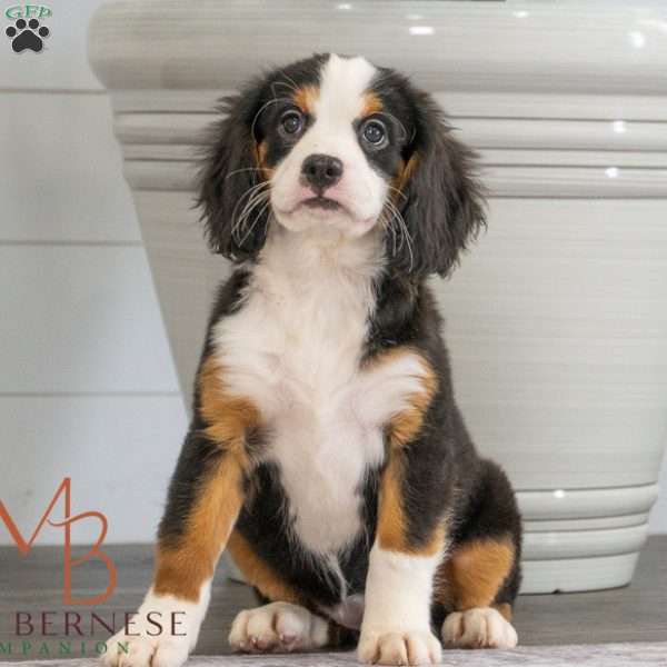 Kate, Miniature Bernese Mountain Dog Puppy