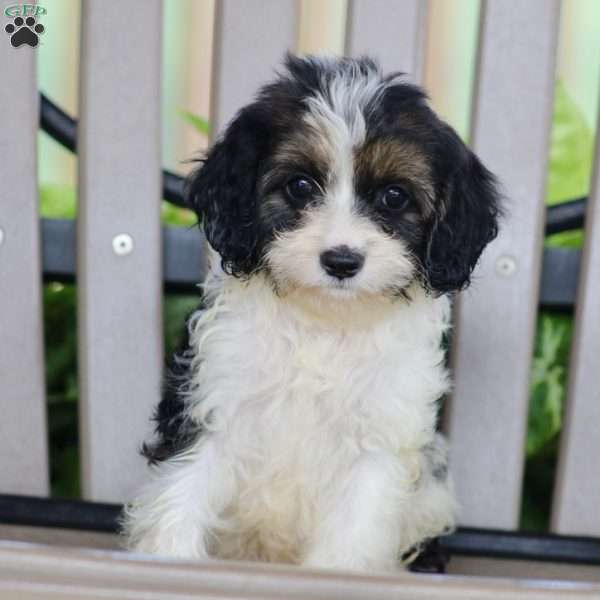 Willow, Cavapoo Puppy