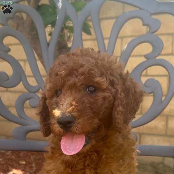 Chanel, Labradoodle Puppy