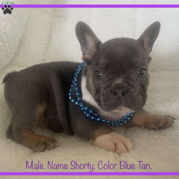 Shorty, French Bulldog Puppy