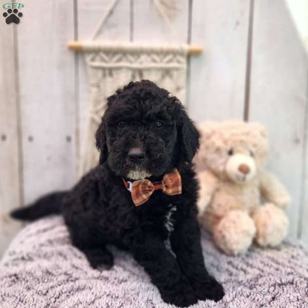 Chester F1, Goldendoodle Puppy