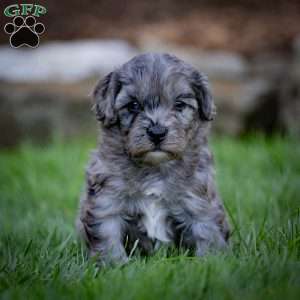 Bailey, Cavapoo Puppy