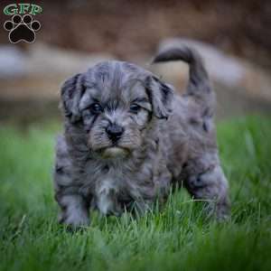 Bailey, Cavapoo Puppy