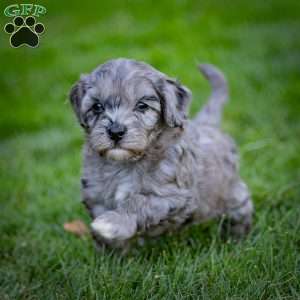 Bailey, Cavapoo Puppy