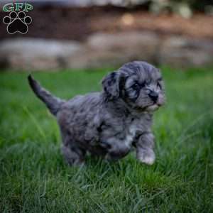 Bailey, Cavapoo Puppy